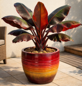 Musa sikkimensis Ever Red - Banánovník sikkimský (1/2)